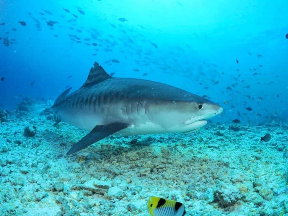 Endhaa, Divers Home Fuvahmulah Eksteriør billede