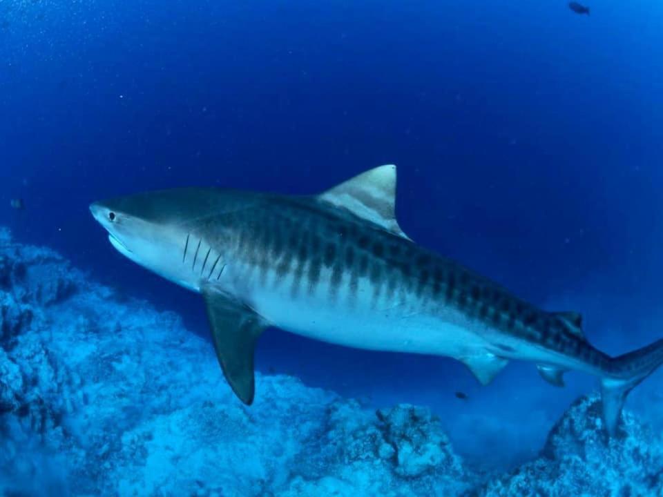 Endhaa, Divers Home Fuvahmulah Eksteriør billede